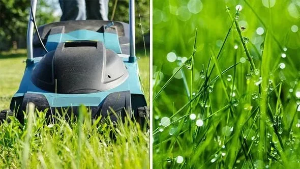 Можно ли косить газон во время дождя? Что нужно знать о мокрой траве и в чем ее главные опасности 