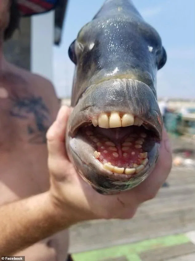 рыба