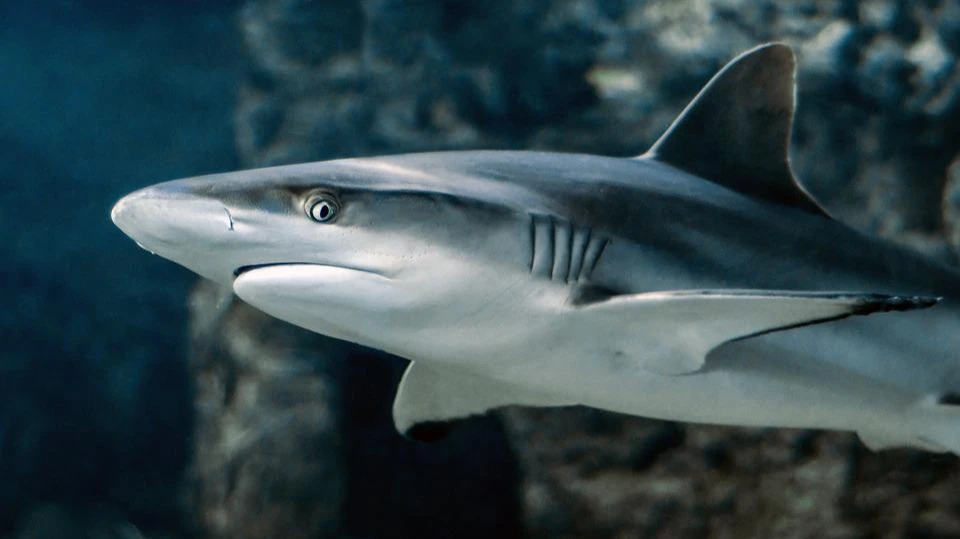 В США рыбак поймал 3-метровую тигровую акулу при помощи дрона
