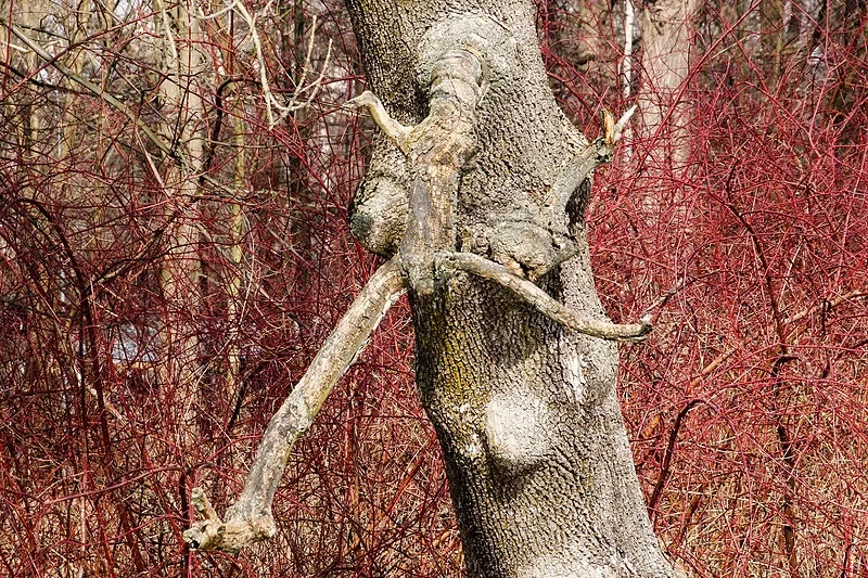леший, дерево