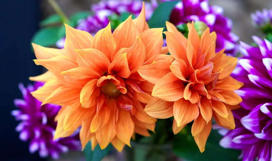 Как выращивать георгины: садовник делится потрясающими советами для «бесконечного цветения»