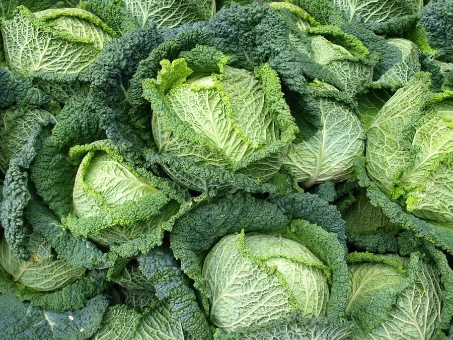 капуста