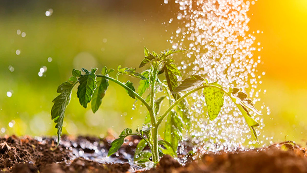 Время полива жизненно важно для поддержания здоровья растений и предотвращения потери воды. Фото: Pixabay.com