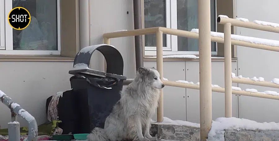 Русский Хатико: В Кемерове у ковидного госпиталя собака больше года ждёт умершего хозяина