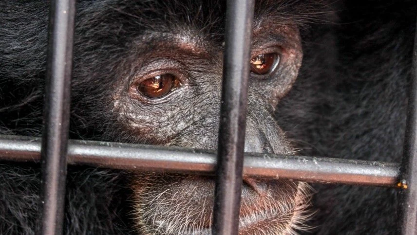 Минобороны России призвало ВОЗ обратить внимание на лаборатории США из-за распространения оспы обезьян
