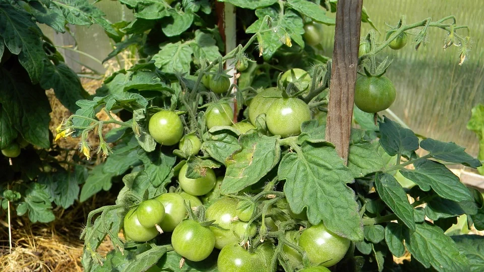 Советы по выращиванию помидоров: точное время высадки томатов за пределы теплицы и как выбрать место
