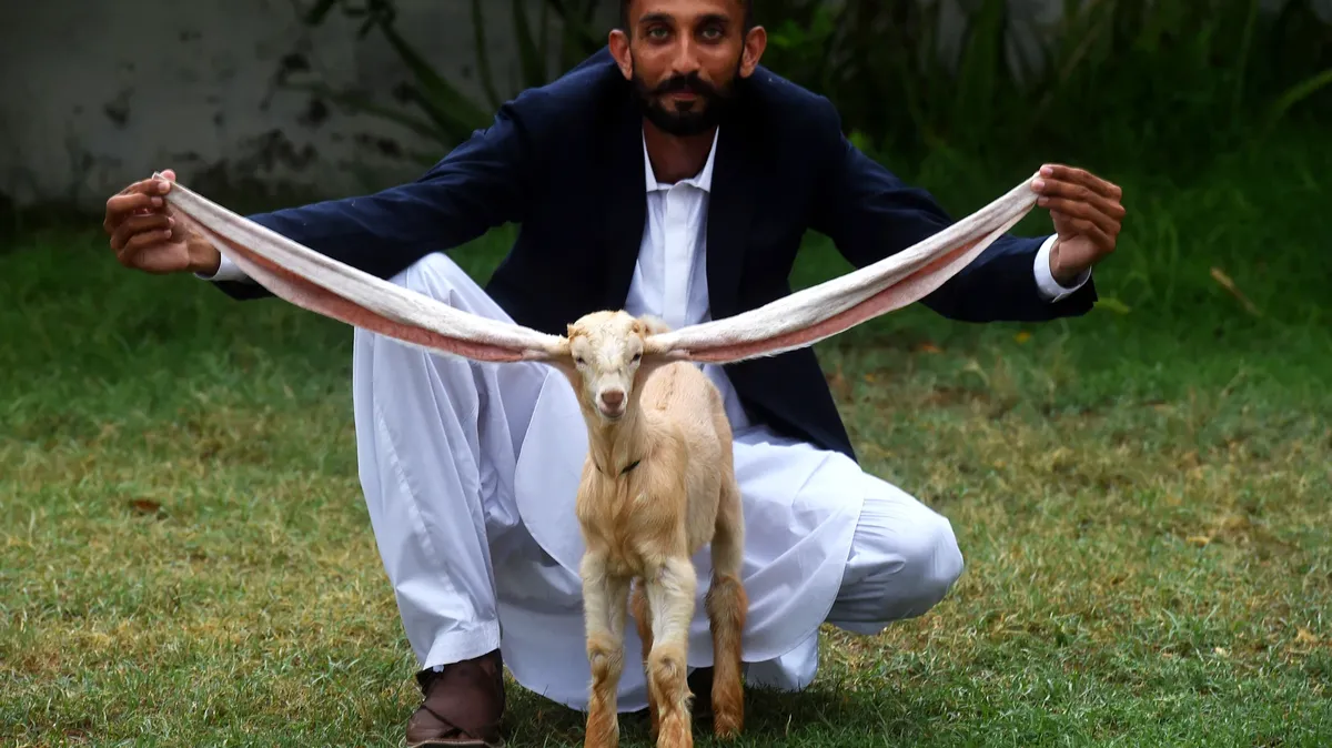 Козел Симба из Пакистана с ушами длиной 53 см установит новый мировой рекорд  Гиннесса - фото 
