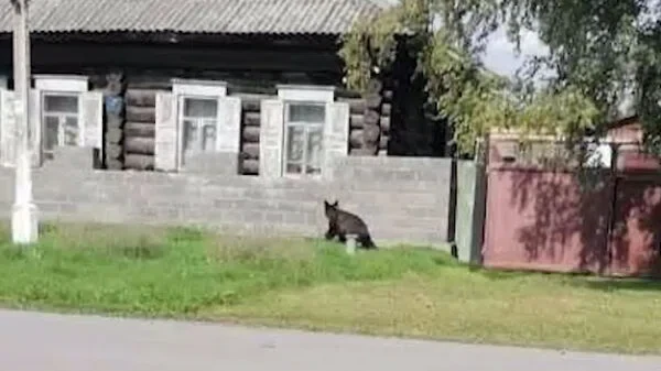 Медведь побывал в селе Белый Яр