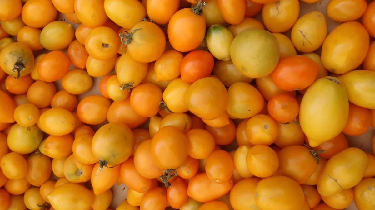 Правила пикировки рассады помидоров в мае и июне 2023 – в какие дни лучше сажать в теплицу или открытый грунт