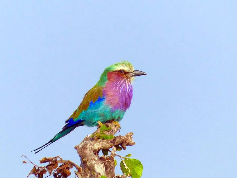 Некоторые восточноафриканские солнечные птицы поют одну и ту же песню снова и снова: она эволюционно не меняется уже миллион лет