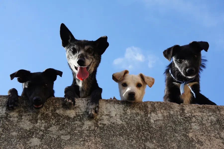 В Госдуме хотят дать регионам разрешение на «умерщвления бездомных собак»