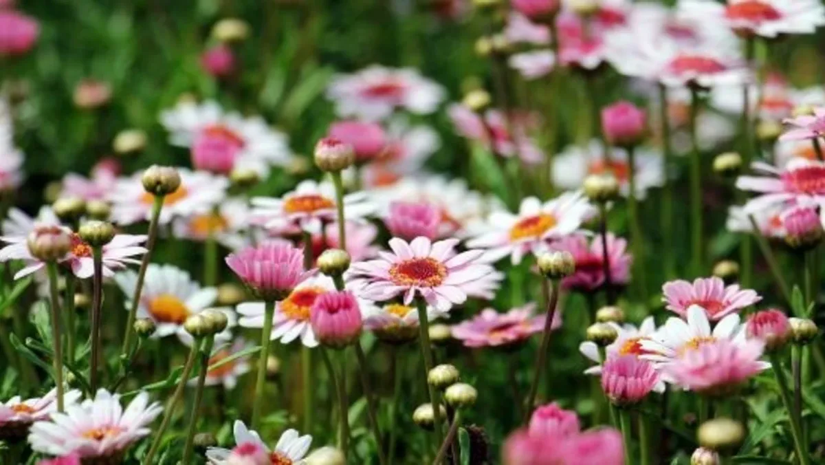 Свой цветок можно вырастить дома на подоконнике или в саду. Фото: pxhere.com