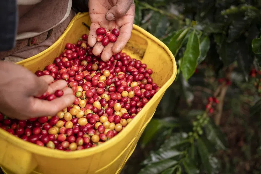 Глобальное потепление может уничтожить лучшие места для выращивания кофе, авокадо и кешью
