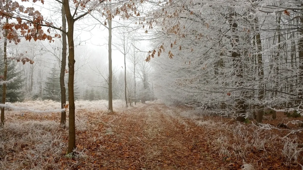 Ноябрь застыл между осенью и зимой. Фото: pixabay.com