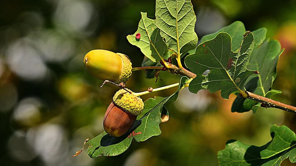 В августе дуб желудями богат – к урожаю. Фото: pixabay.com