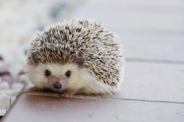 еж