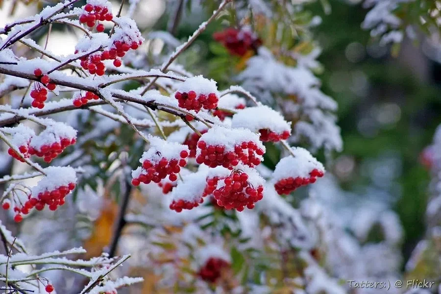 Flickr
