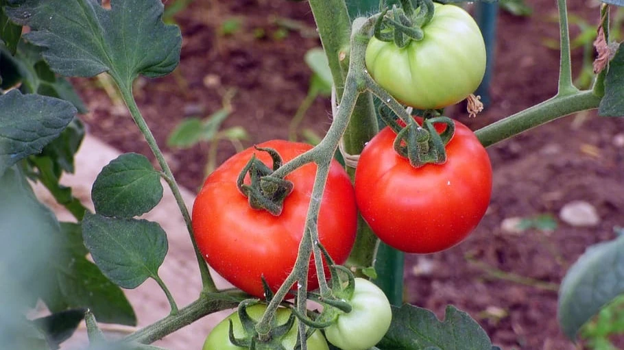 Какие удобрения можно использовать для подкормки растений в июне и июле на огороде и даче? Лунный календарь ухода за томатами, огурцами, перцами и капустой 