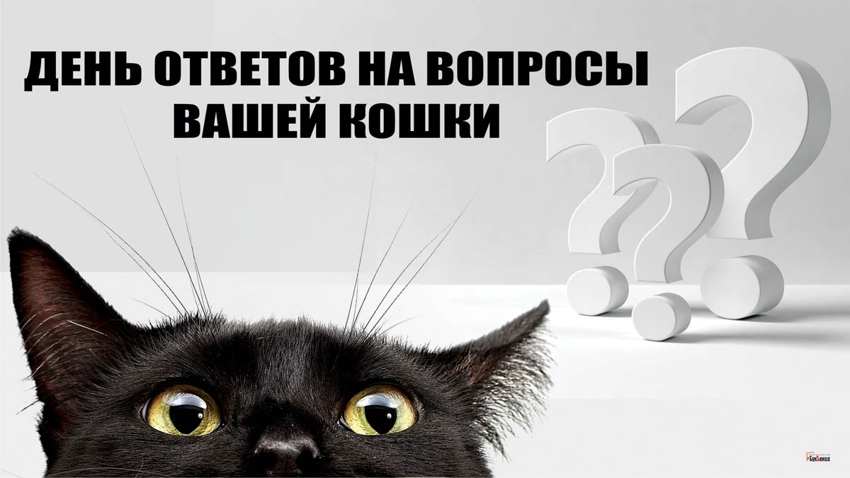 День ответов на вопросы вашей кошки. Иллюстрация: «Весь Искитим»