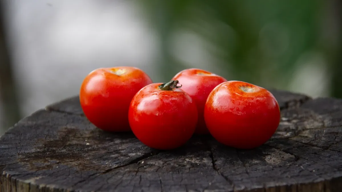 Томаты-2022: чем подкормить рассаду помидоров после высадки в теплицу и открытый грунт – нужные и простые подкормки