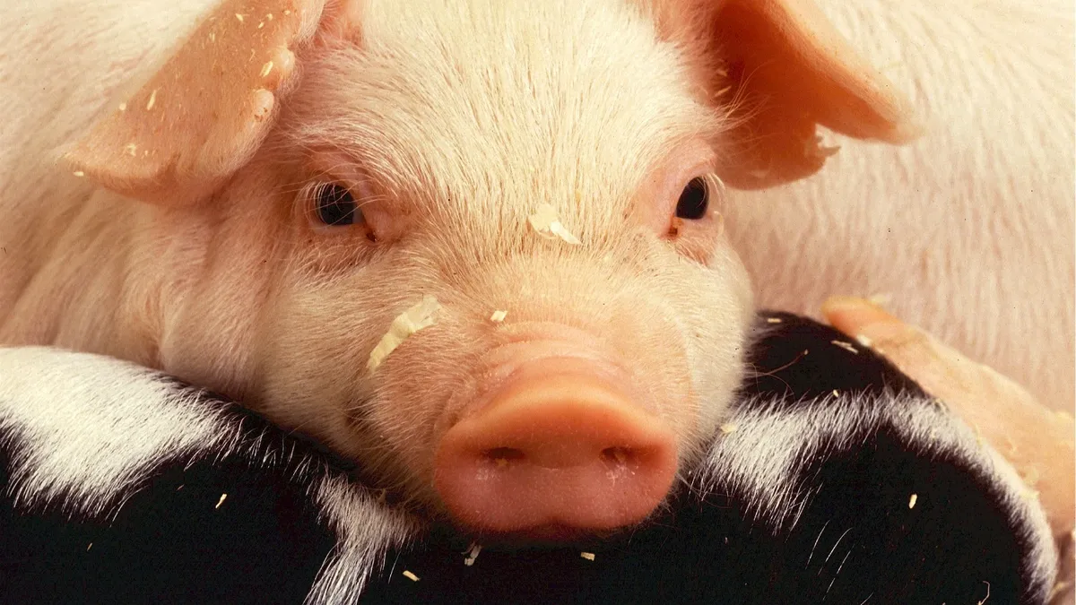 Свиной грипп 2022: симптомы, главное отличие от ковида, как лечить, признаки свиного гриппа у детей