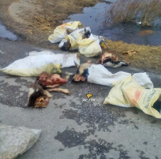 головы Части трупов животных валялись прямо на дороге