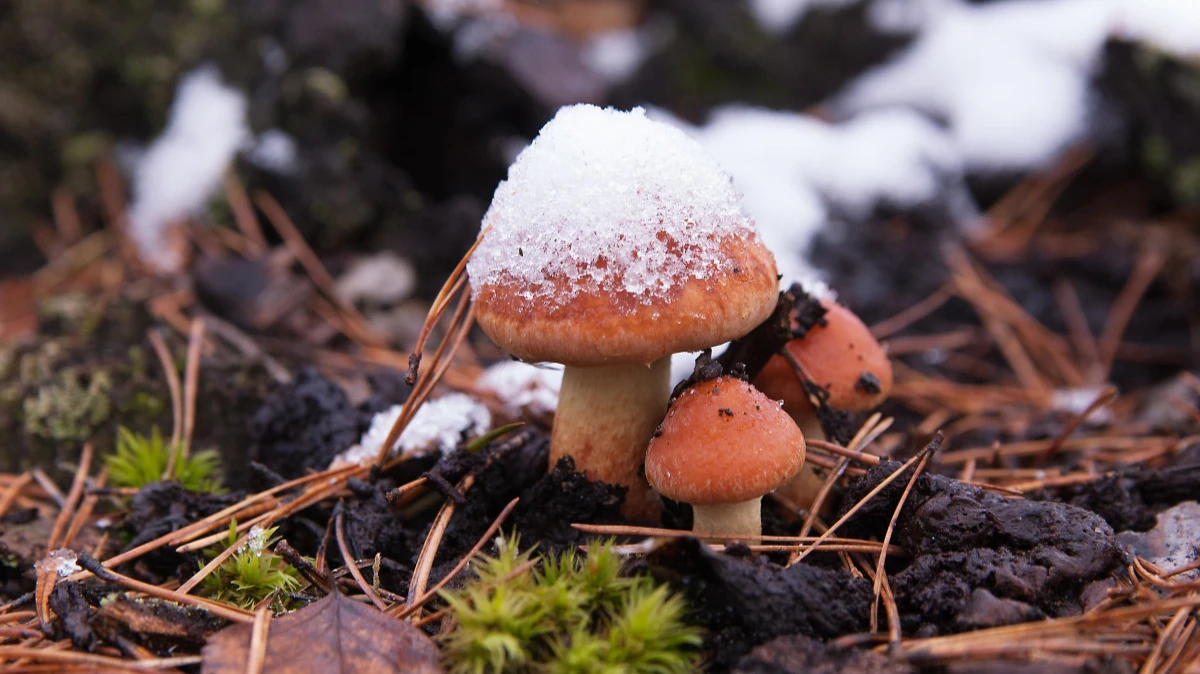 Поздние грибы – поздний снег. Фото: pxhere.com
