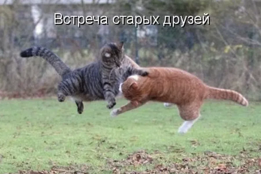 26 сентября - День встречи со старыми друзьями