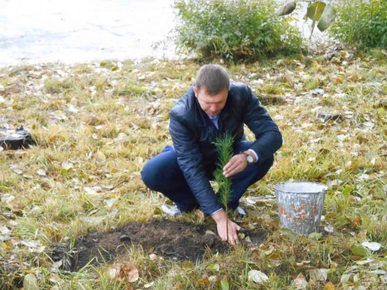 Саженцы кедра посадили в Искитиме