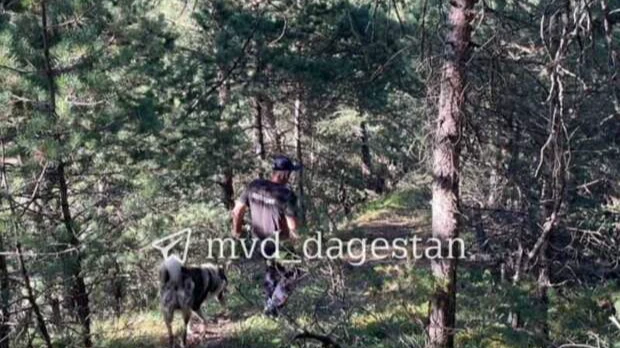 В Дагестане волки затащили в лес и загрызли 9-летнего мальчика. Второго ребенка укусили в шею - видео