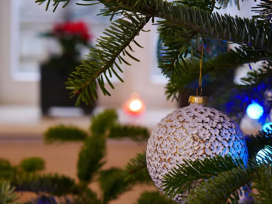 Откуда везут новогодние елки в Новосибирскую область, рассказали в Россельхознадзоре