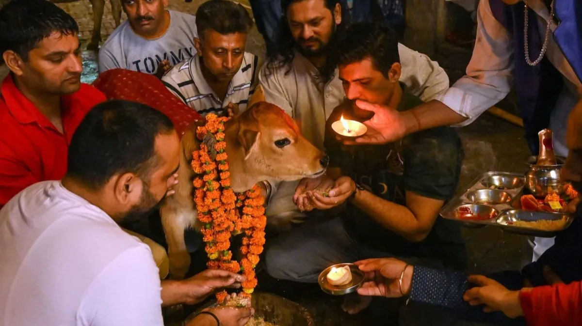 Индусы поклоняются теленку во время фестиваля Гопаштами, посвященного индуистскому божеству Кришне и коровам в Амритсаре, 1 ноября 2022 года. Фото: Нариндер Нану/AFP/Getty Images

