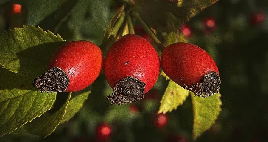 pixabay.com