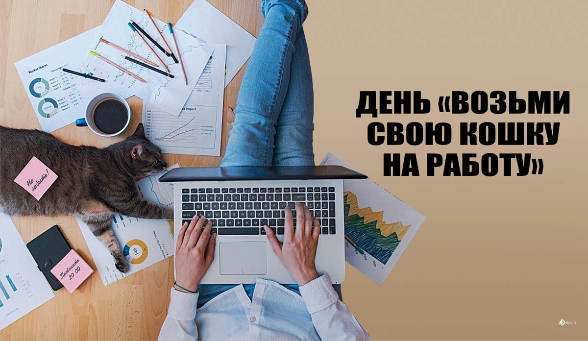 Коту 19 лет. День «возьми свою кошку на работу». День возьми свою кошку на работу поздравления. Открытка возьми свою кошку на работу. Открытки про работу.