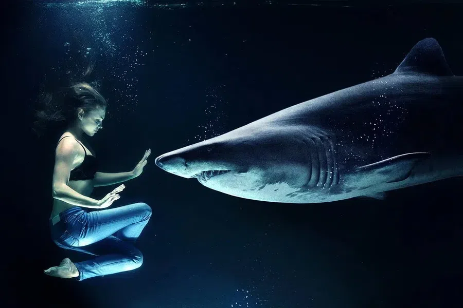 В полнолуние на вас может напасть акула: необычное новое исследование