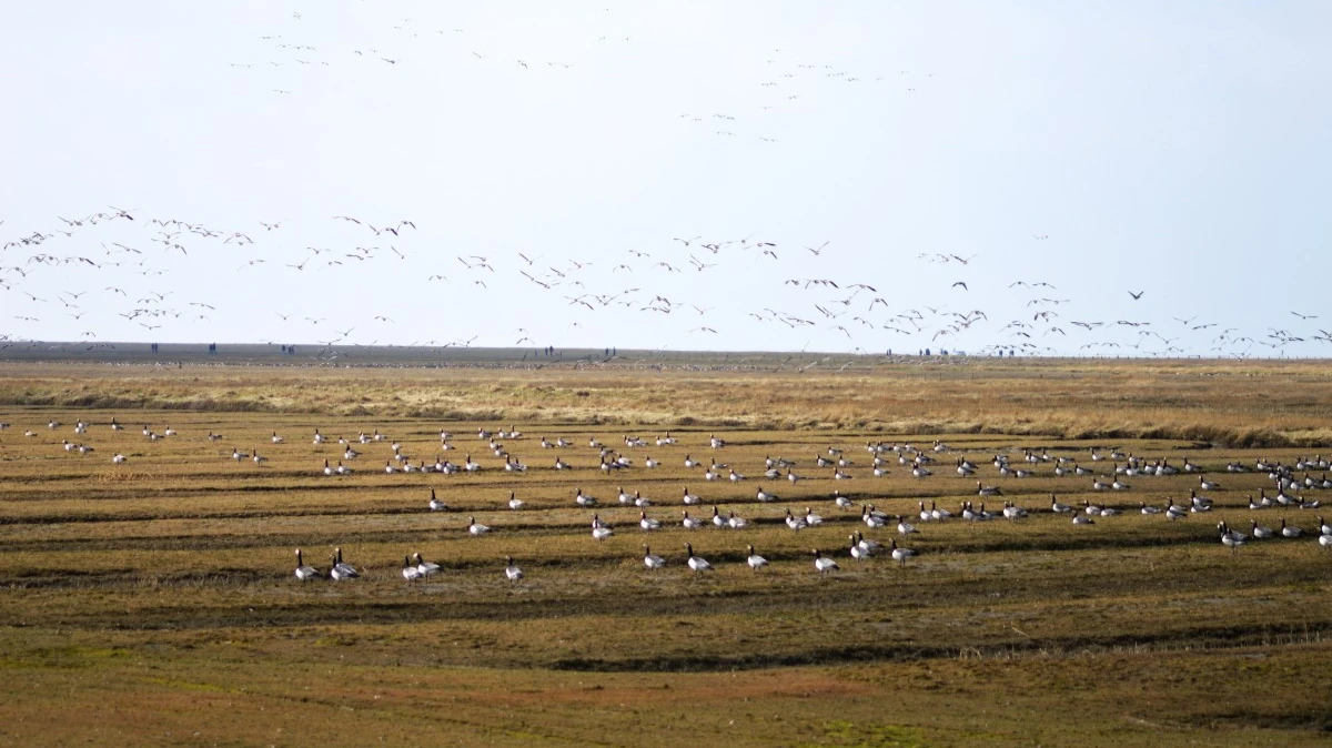 Высоко летят гуси в Воздвиженье – к высокому весеннему половодью, низко – к малому. Фото: pxhere.com