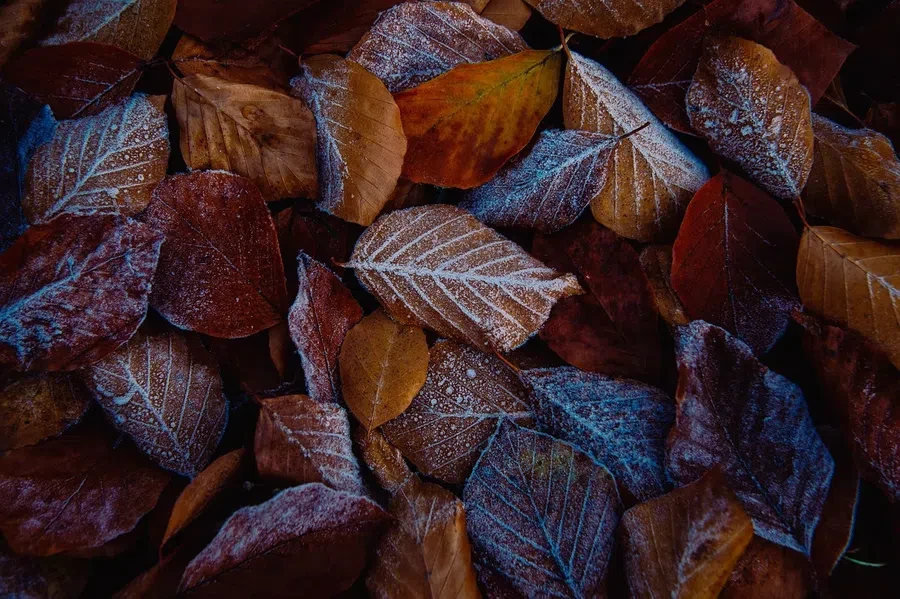 pixabay.com