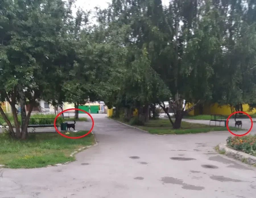 Предоставлено Анной