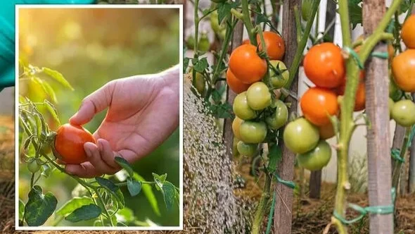 Аспирин может «перезарядить» ваши помидоры, чтобы они давали больше плодов — как это работает. Фото: Getty