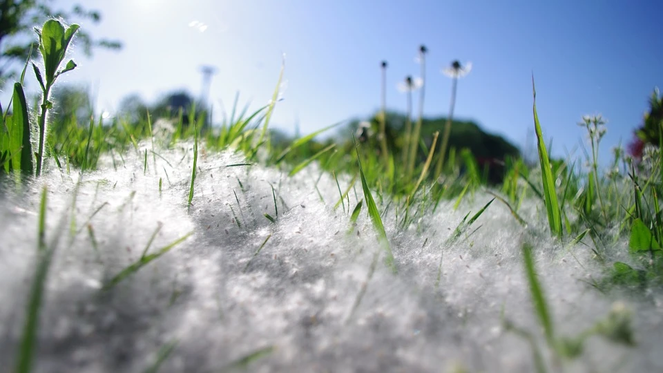 Сезонная аллергия на пыльцу: исследователи изучают способы облегчения симптомов, возникающих весной