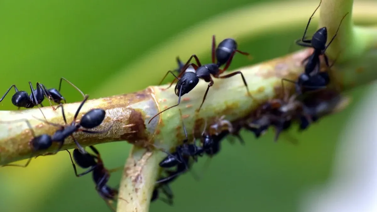 Как избавиться от муравьев в саду с помощью сахарной пудры: «Убивает их всех мгновенно»