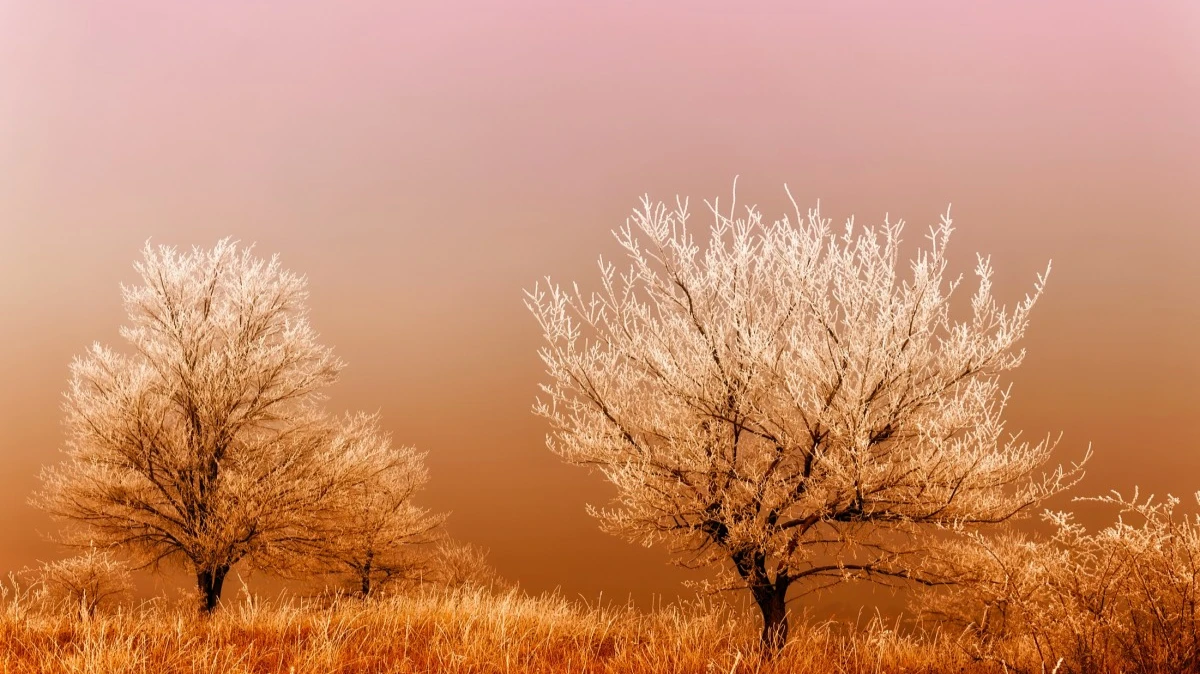 Иней на деревьях — к морозам, туман — к оттепели. Фото: pxhere.com