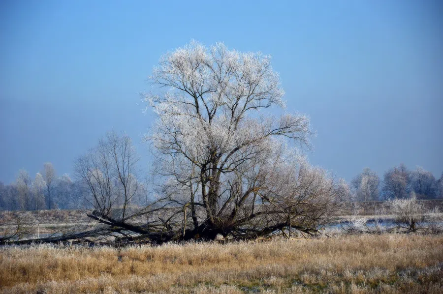 Погода в Искитиме 26 ноября 2021: В этот день считается, что мороз замораживает все деревья и растения