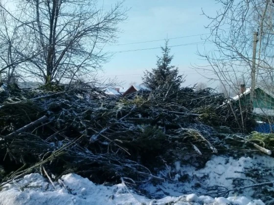 Деревья свалили в кучу