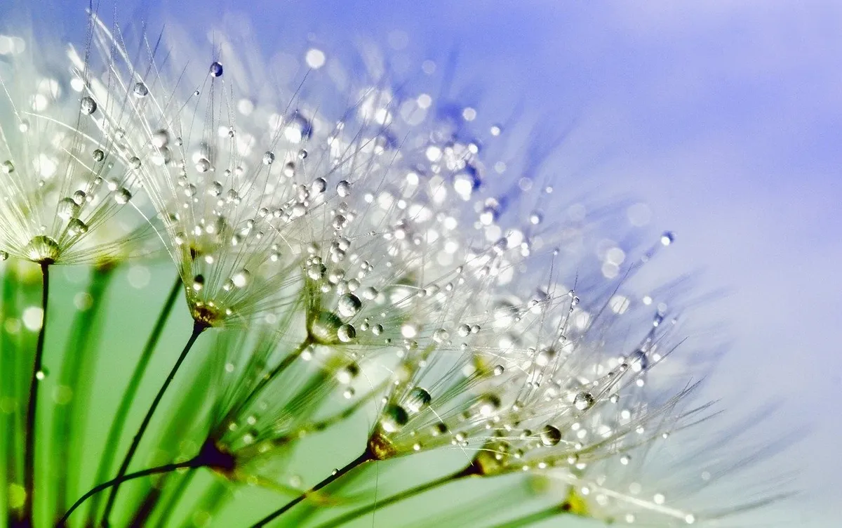 pixabay