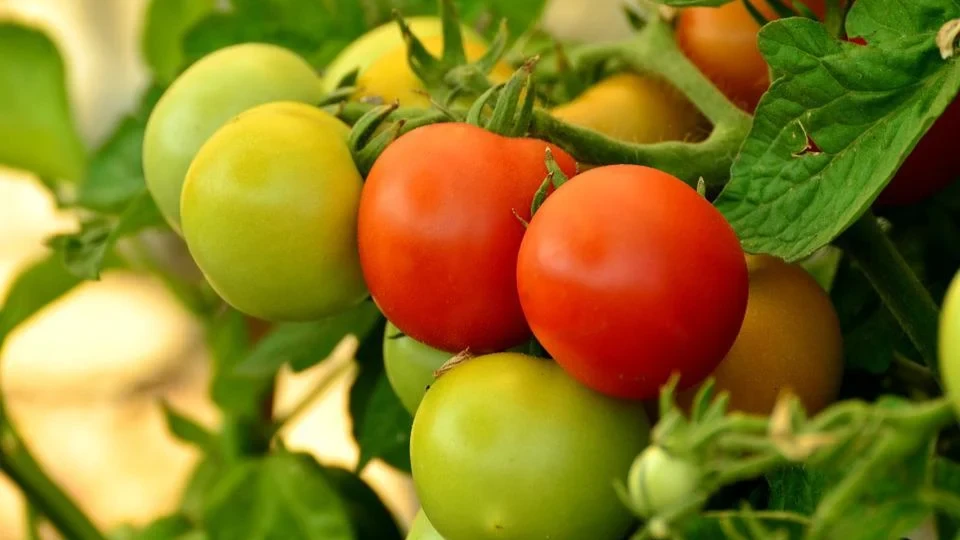 Здоровые томатные растения дадут много сочных, спелых томатов. Фото: pixabay.com
