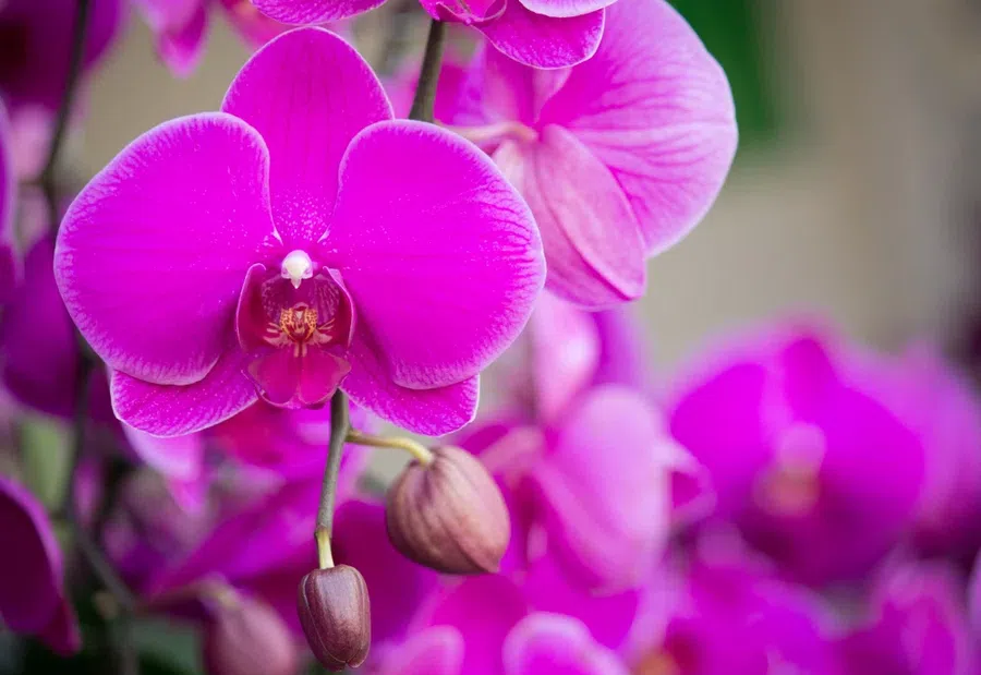 Уход за орхидеей зимой: почему нежный цветок может в холодный сезон сгореть