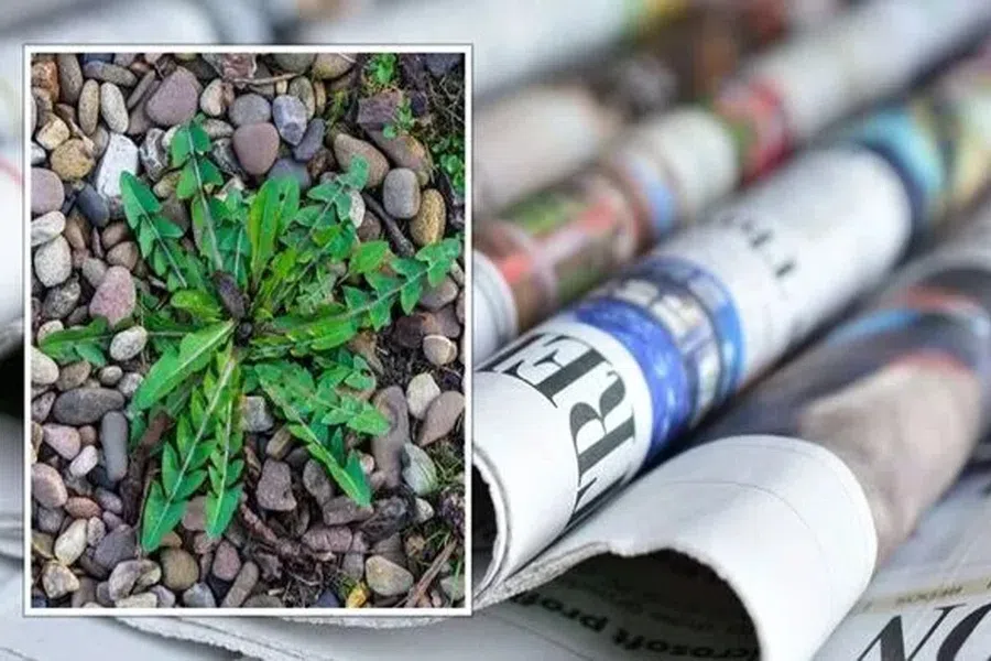 Влажная газета в саду и огороде может предотвратить рост сорняков: в чем хитрость