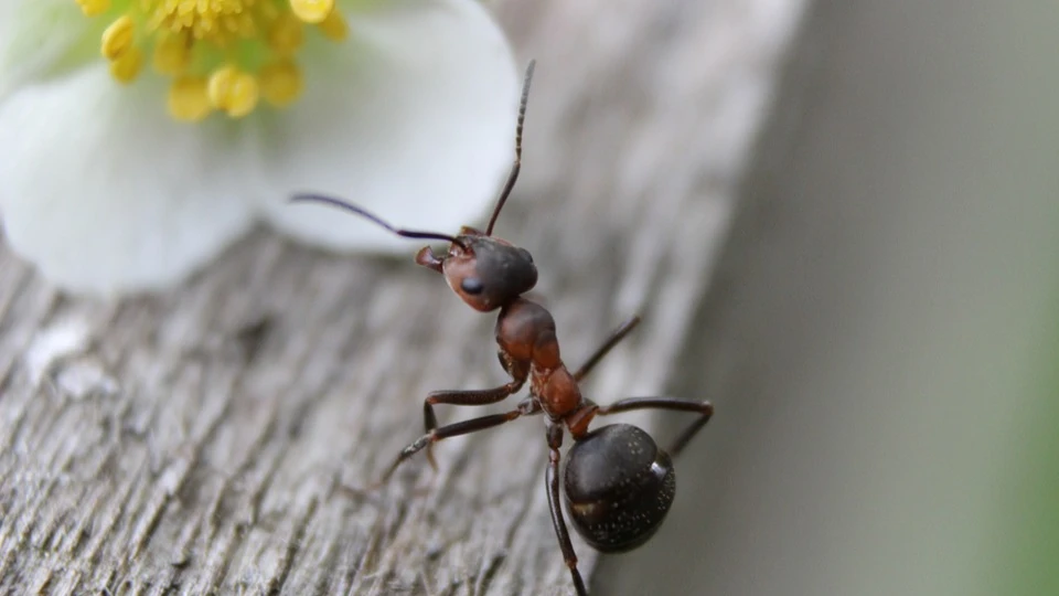 Примета дня: В погожий день муравьев не видать – быть ненастью. Фото: pixabay.com