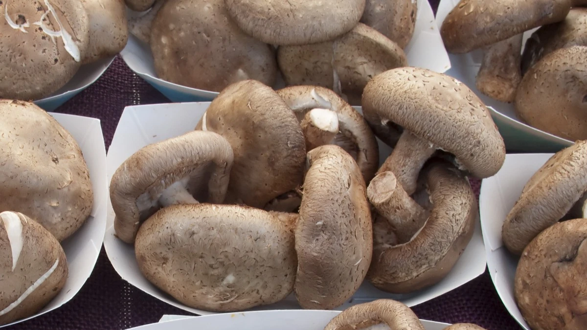 Грибы обладают противораковым эффектом – какой гриб лучше, назвали ученые 